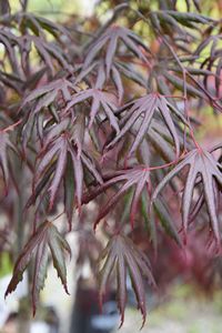 Purple Japanese Maple